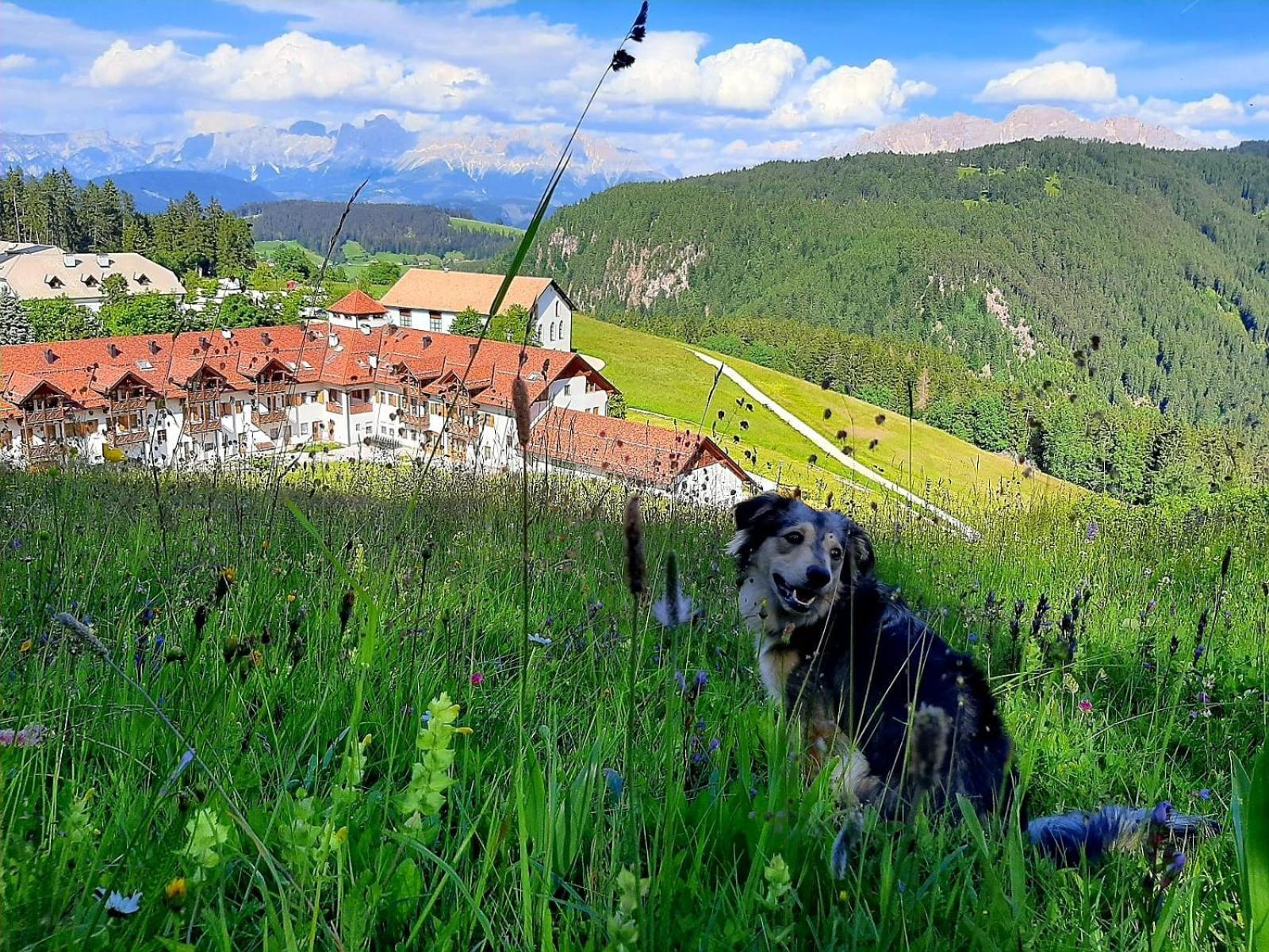 אלדינו Gasthof Schmiederalm מראה חיצוני תמונה